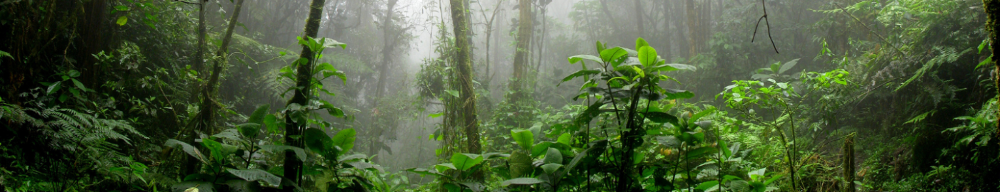 Rainforest background header